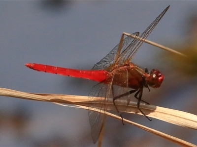 Rhodothemis lieftincki (Red Arrow) at Gibberagee, NSW - 6 Feb 2017 by Bungybird