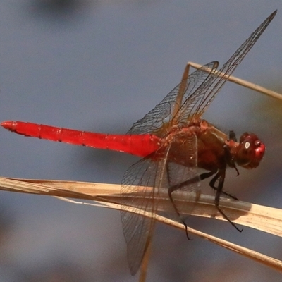 Rhodothemis lieftincki (Red Arrow) at Gibberagee, NSW - 6 Feb 2017 by Bungybird