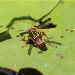 Polistes stigma (Tropical Paper Wasp) at Gibberagee, NSW - 3 Feb 2016 by Bungybird