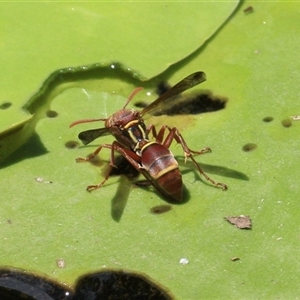 Polistes stigma at Gibberagee, NSW - 3 Feb 2016 11:13 PM