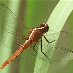 Unidentified Insect at Gibberagee, NSW - 3 Feb 2016 by Bungybird