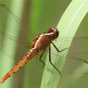 Rhodothemis lieftincki at Gibberagee, NSW - 4 Feb 2016 12:05 AM