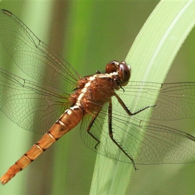 Unidentified Insect at Gibberagee, NSW - 3 Feb 2016 by Bungybird