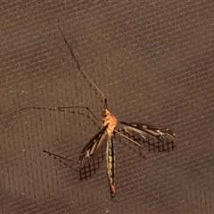 Ptilogyna (Ptilogyna) ramicornis at Gibberagee, NSW - 19 Dec 2016 by Bungybird