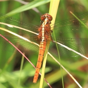 Rhodothemis lieftincki at Gibberagee, NSW - 8 Jan 2012 09:51 PM