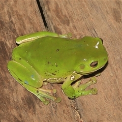 Litoria caerulea (Green Tree Frog) at Gibberagee, NSW - 11 Feb 2015 by Bungybird