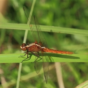 Rhodothemis lieftincki at Gibberagee, NSW - 3 Jan 2012 01:40 AM