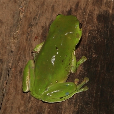 Litoria caerulea (Green Tree Frog) at Gibberagee, NSW - 11 Feb 2015 by Bungybird