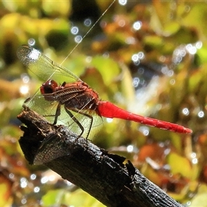 Rhodothemis lieftincki at Gibberagee, NSW - 4 Feb 2015 09:09 PM