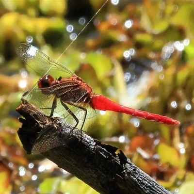 Unidentified Insect at Gibberagee, NSW - 4 Feb 2015 by Bungybird