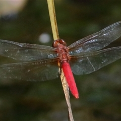 Rhodothemis lieftincki (Red Arrow) at Gibberagee, NSW - 27 Jan 2022 by Bungybird