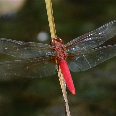 Rhodothemis lieftincki (Red Arrow) at Gibberagee, NSW - 27 Jan 2022 by Bungybird