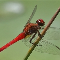 Rhodothemis lieftincki (Red Arrow) at Gibberagee, NSW - 27 Jan 2022 by Bungybird