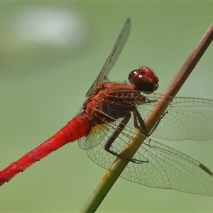 Rhodothemis lieftincki at Gibberagee, NSW - 27 Jan 2022 09:27 PM
