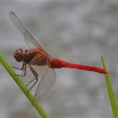 Rhodothemis lieftincki at Gibberagee, NSW - 28 Jan 2022 by Bungybird