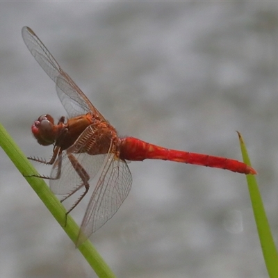 Rhodothemis lieftincki (Red Arrow) at Gibberagee, NSW - 28 Jan 2022 by Bungybird