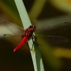 Rhodothemis lieftincki (Red Arrow) at Gibberagee, NSW - 30 Jan 2022 by Bungybird