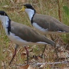 Vanellus miles (Masked Lapwing) at Gibberagee, NSW - 1 Jan 2017 by Bungybird