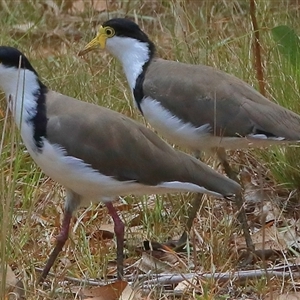 Vanellus miles at Gibberagee, NSW - 1 Jan 2017 11:23 PM