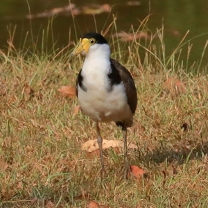 Vanellus miles at Gibberagee, NSW - 1 Jan 2017 04:31 AM