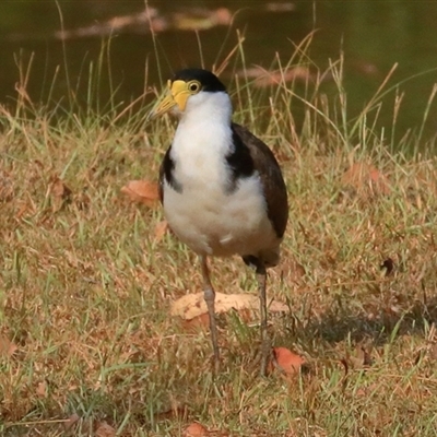 Vanellus miles (Masked Lapwing) at Gibberagee, NSW - 1 Jan 2017 by Bungybird