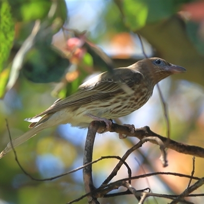 Sphecotheres vieilloti (Australasian Figbird) at Gibberagee, NSW - 5 Nov 2018 by Bungybird