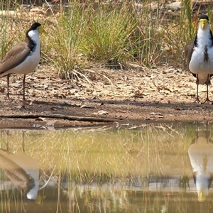 Vanellus miles (Masked Lapwing) at Gibberagee, NSW by Bungybird