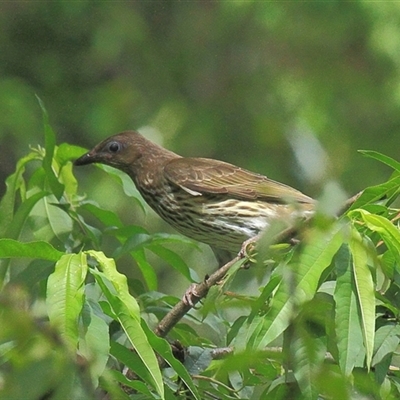 Sphecotheres vieilloti (Australasian Figbird) at Gibberagee, NSW - 7 Dec 2010 by Bungybird