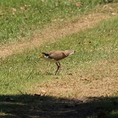 Vanellus miles (Masked Lapwing) at Gibberagee, NSW - 16 Sep 2009 by Bungybird