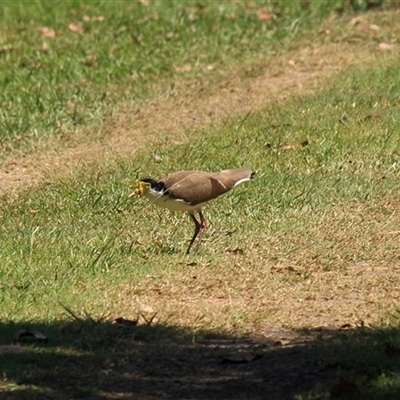 Vanellus miles (Masked Lapwing) at Gibberagee, NSW - 16 Sep 2009 by Bungybird