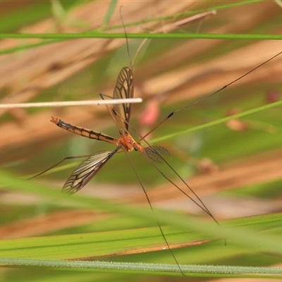 Unidentified Insect at Gibberagee, NSW - 30 Dec 2011 by Bungybird