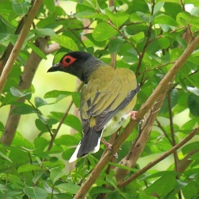 Sphecotheres vieilloti (Australasian Figbird) at Gibberagee, NSW - 15 Dec 2011 by Bungybird