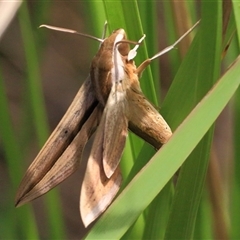 Unidentified Insect at Gibberagee, NSW - 30 Jan 2015 by Bungybird