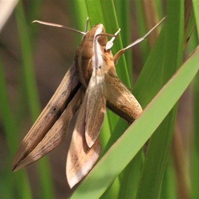 Theretra silhetensis (Brown-banded hunter hawkmoth) at Gibberagee, NSW - 30 Jan 2015 by Bungybird