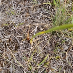 Diuris punctata (Purple Donkey Orchid) at Symonston, ACT - 27 Nov 2024 by EmilySutcliffe