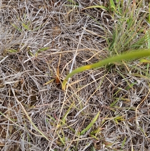 Diuris punctata (Purple Donkey Orchid) at Symonston, ACT by EmilySutcliffe