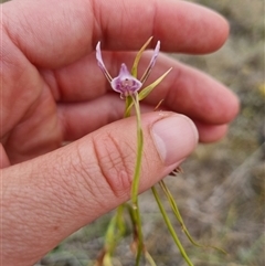 Diuris punctata at suppressed - 27 Nov 2024