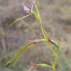 Diuris punctata at suppressed - 27 Nov 2024