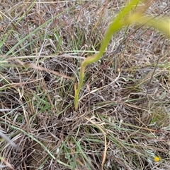 Diuris punctata at suppressed - 27 Nov 2024