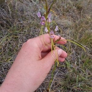 Diuris punctata at suppressed - 27 Nov 2024