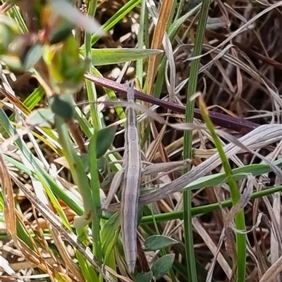 Keyacris scurra (Key's Matchstick Grasshopper) at Hall, ACT - 27 Sep 2024 by EmilySutcliffe