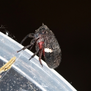 Dardus abbreviatus at Bungonia, NSW - 26 Nov 2024 04:28 PM