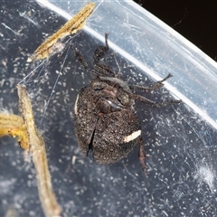 Dardus abbreviatus at Bungonia, NSW - 26 Nov 2024