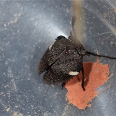 Dardus abbreviatus at Bungonia, NSW - 26 Nov 2024