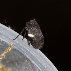 Dardus abbreviatus at Bungonia, NSW - 26 Nov 2024 04:28 PM