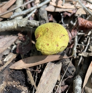 bolete at Dunbogan, NSW by Nette