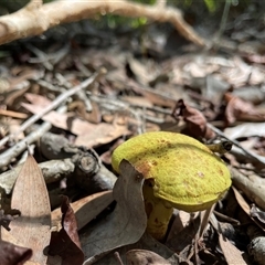 bolete at Dunbogan, NSW - 27 Nov 2024