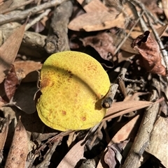 bolete at Dunbogan, NSW - 27 Nov 2024 10:04 AM