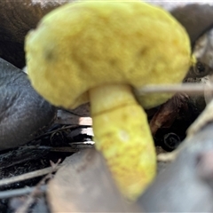 bolete at Dunbogan, NSW - 27 Nov 2024