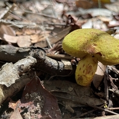 bolete at Dunbogan, NSW - 27 Nov 2024